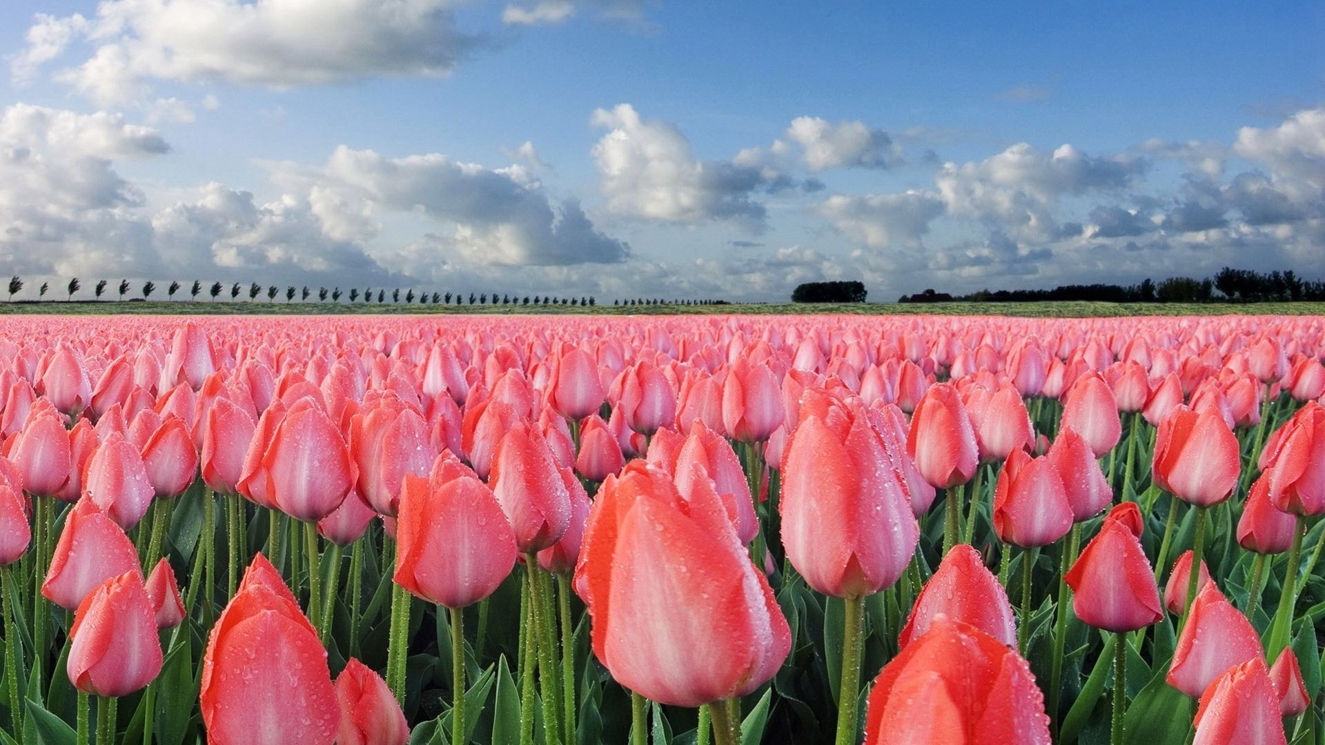 flores campo tulipanes criaturas rosadas cielo naturaleza