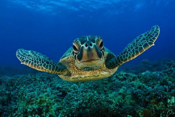 Tortuga bajo el agua en un fondo de Coral