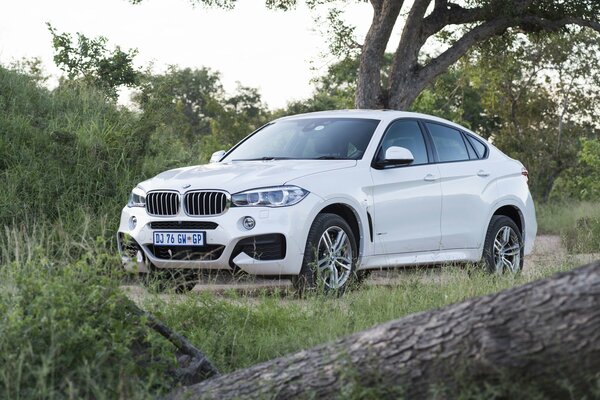 Blanco BMW deporte en el bosque