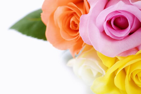 Ramo de rosas multicolores-hermoso fondo de pantalla