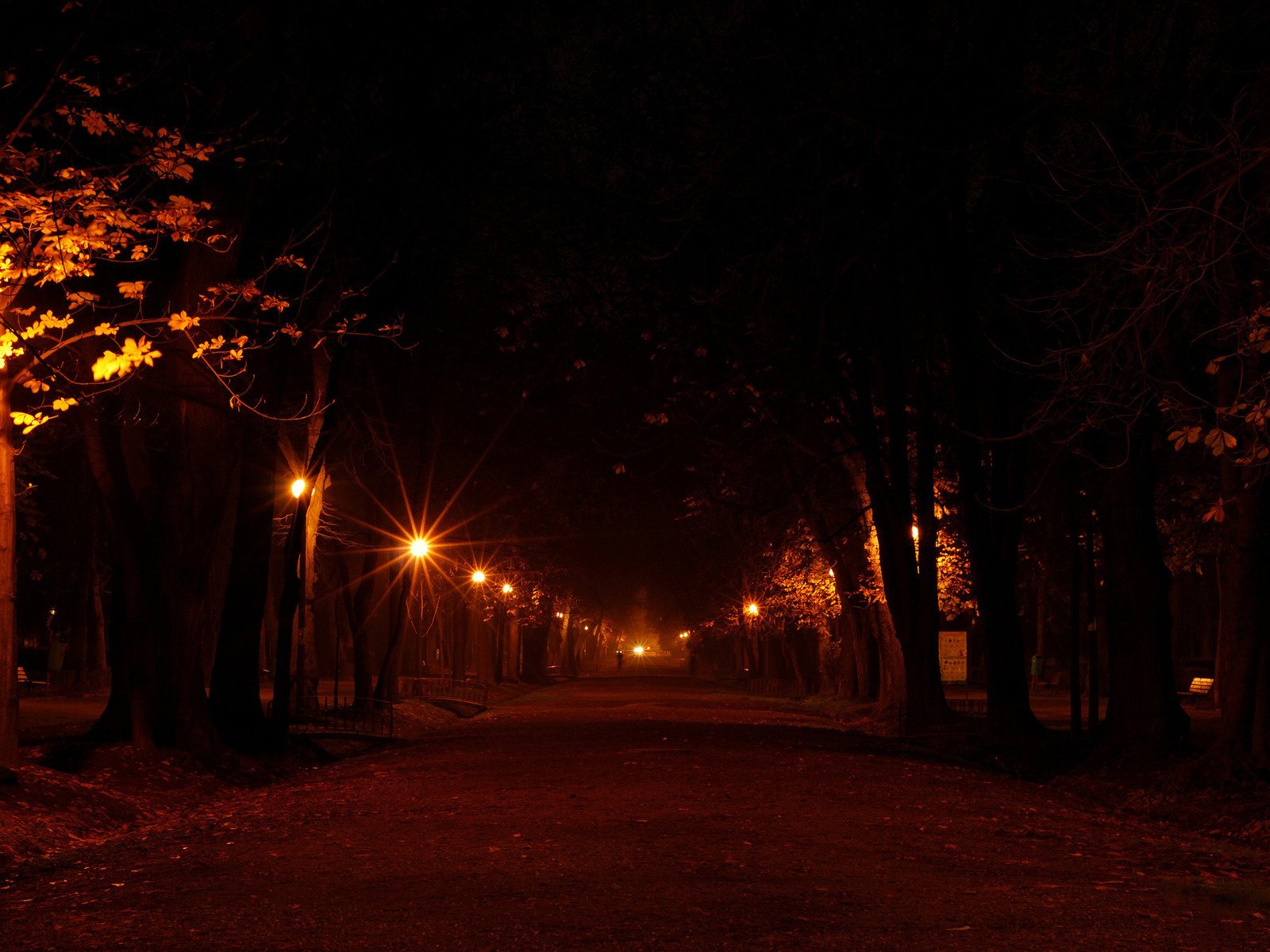 alea luces árboles parque calle luces noche fondo nueva york luces de la ciudad