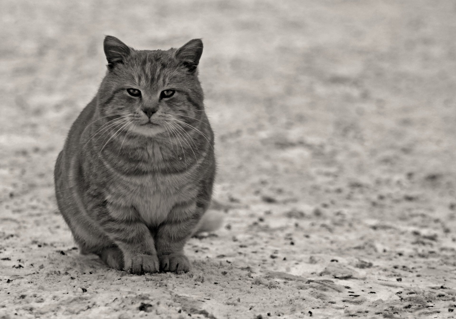 gato mirada patas animales felinos gris asfalto lana bigote