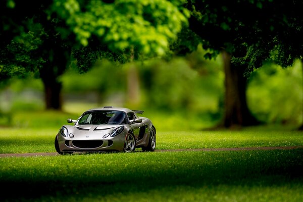Coche de juguete en el bosque real