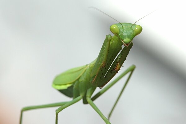 Macro tiro insecto mantis