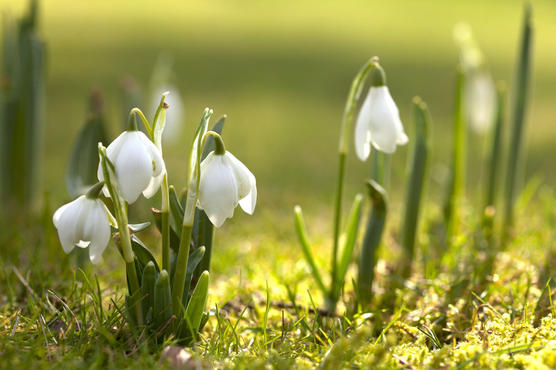 campanillas de invierno flores prímula naturaleza primavera floración vegetación primavera