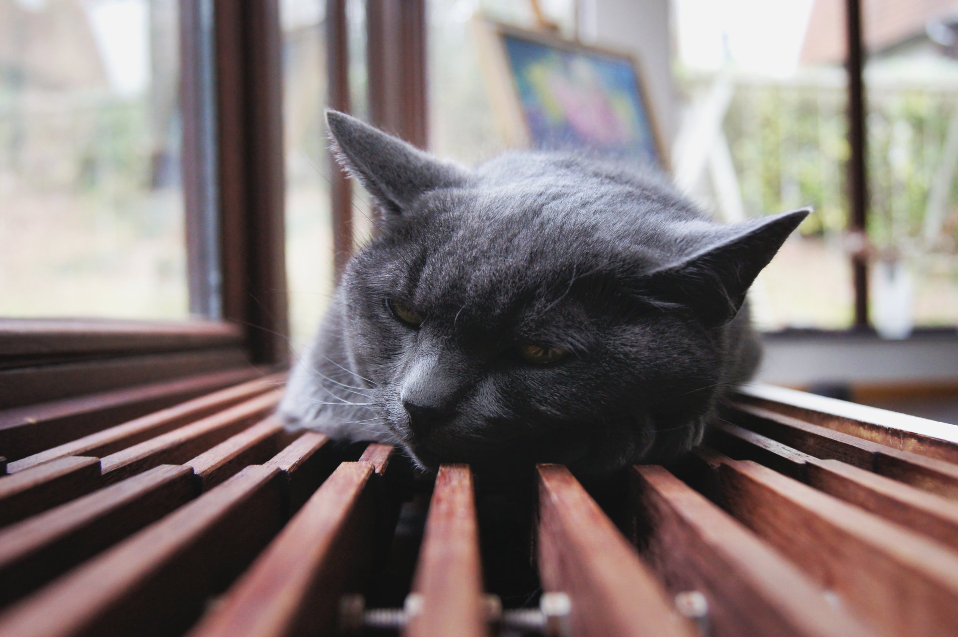 mentiras gatos orejas descanso anhelo animales felinos kis-kis-miau-miau