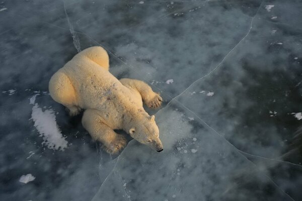 Un oso polar descansa en un témpano de hielo