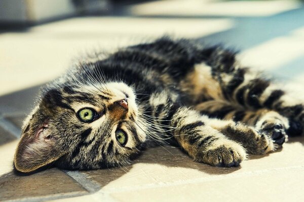 En el Suelo yace un gatito rayado y se ve lindo