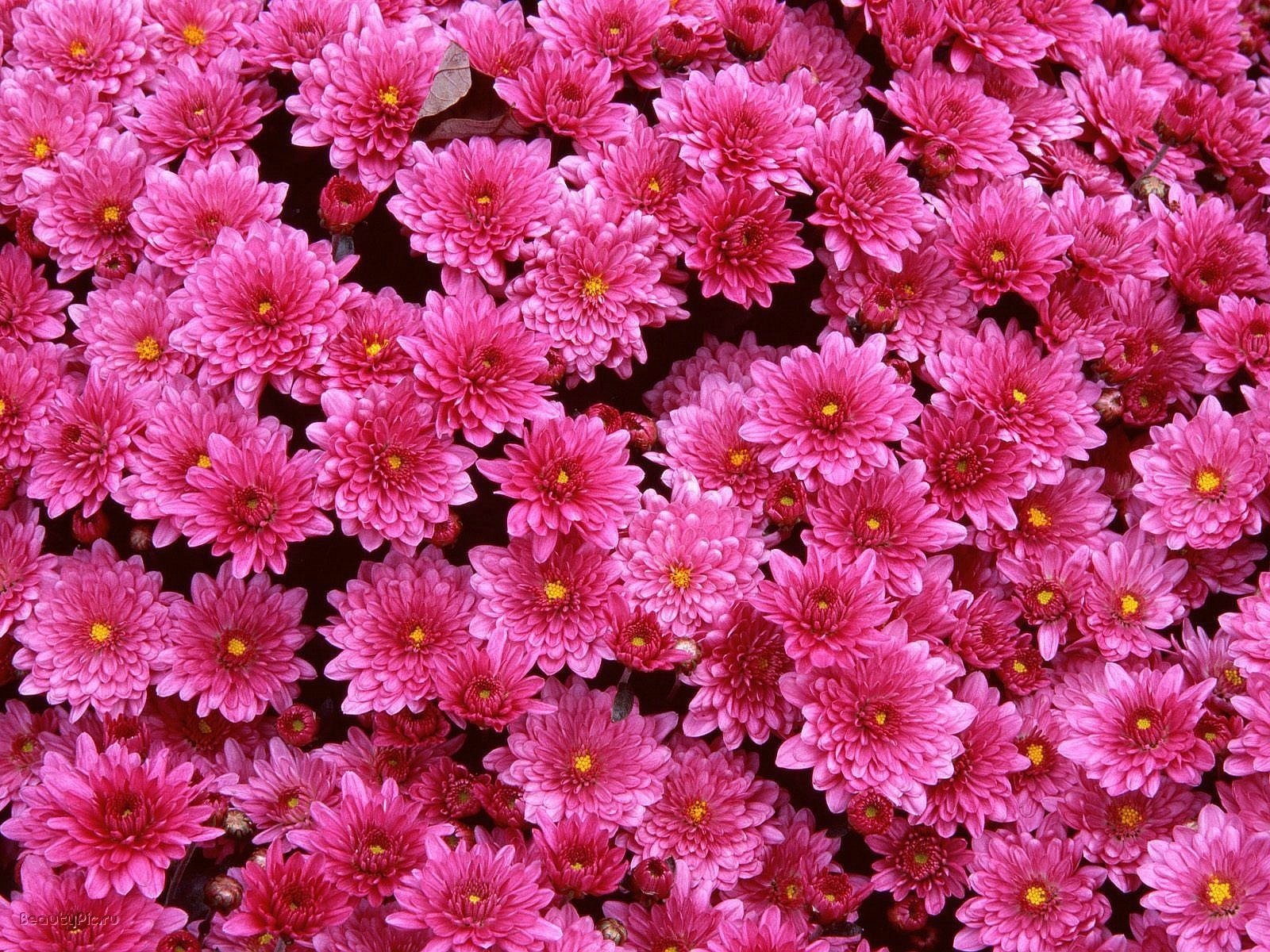 flores claro crisantemo rosa
