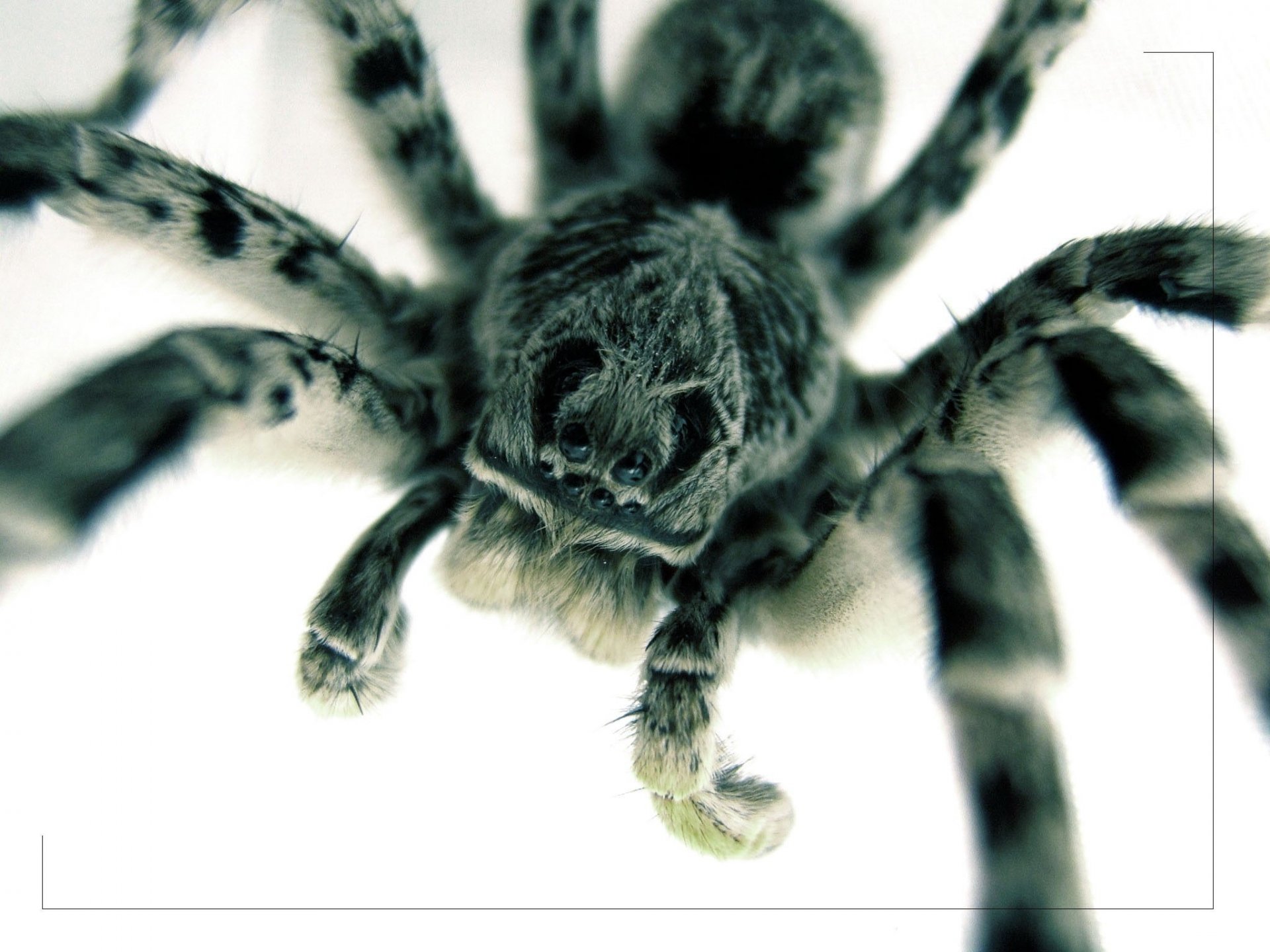 araña patas peludas cara bonita insectos animales