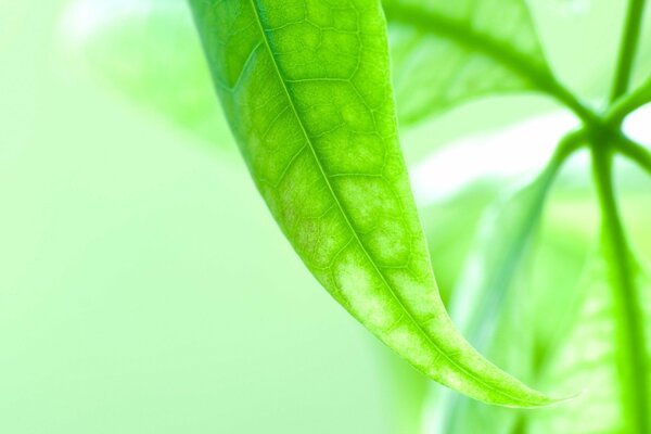 Venas visibles en una hoja verde