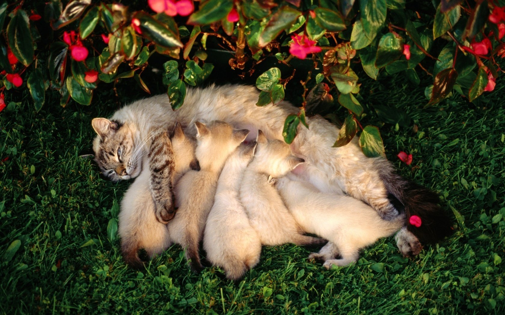 madre lactante gato bebés animales familia felino