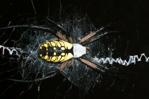 Araña amarilla sobre fondo negro