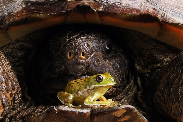Una gran tortuga en caparazón Mira a un sapo