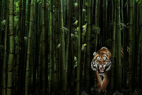 Tigre saliendo de matorrales de bambú