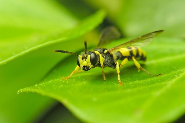 Fotografía macro de una avispa sentada en una hoja verde