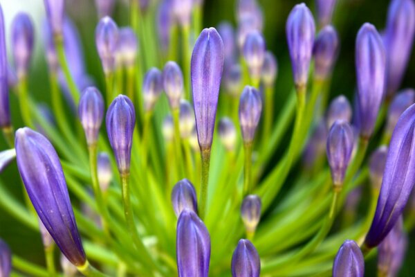 Pétalos Lilas de flores en flor