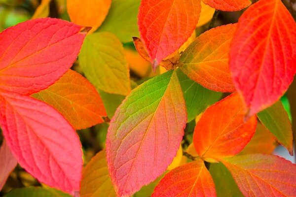 Hojas rojas y amarillas de otoño