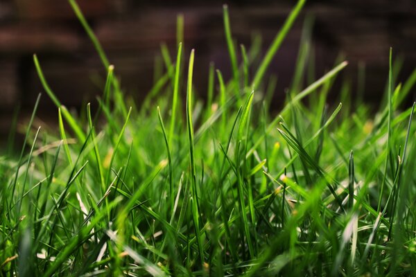 Miuro verde en la calle
