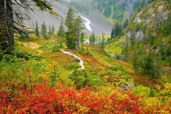 Camino estrecho en el bosque en otoño
