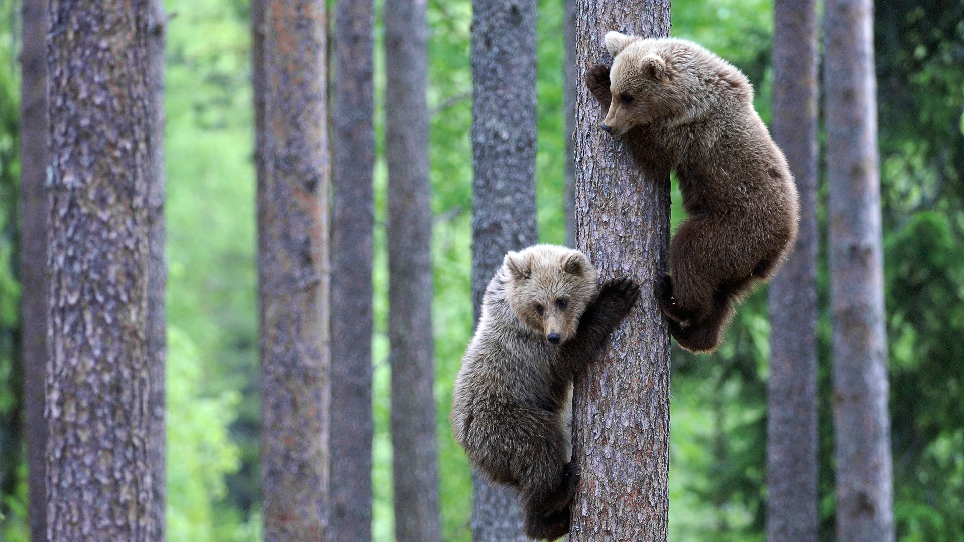 osos osos cachorros animales mente naturaleza bosque positivo