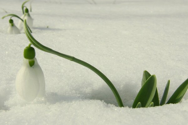 Lirio del valle que atraviesa la nieve en primavera