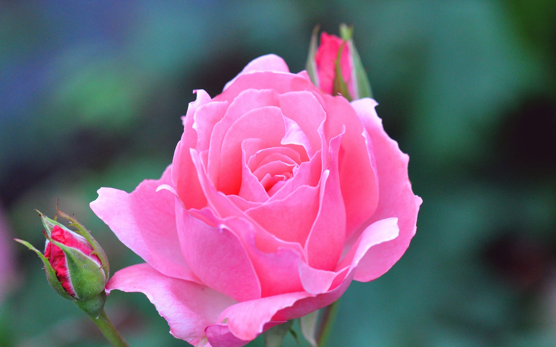 rosa flor brote hermoso