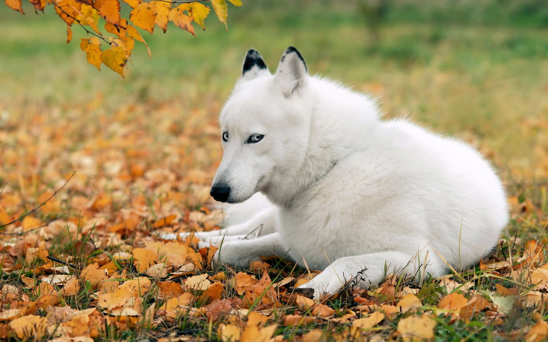 perro husky amigo