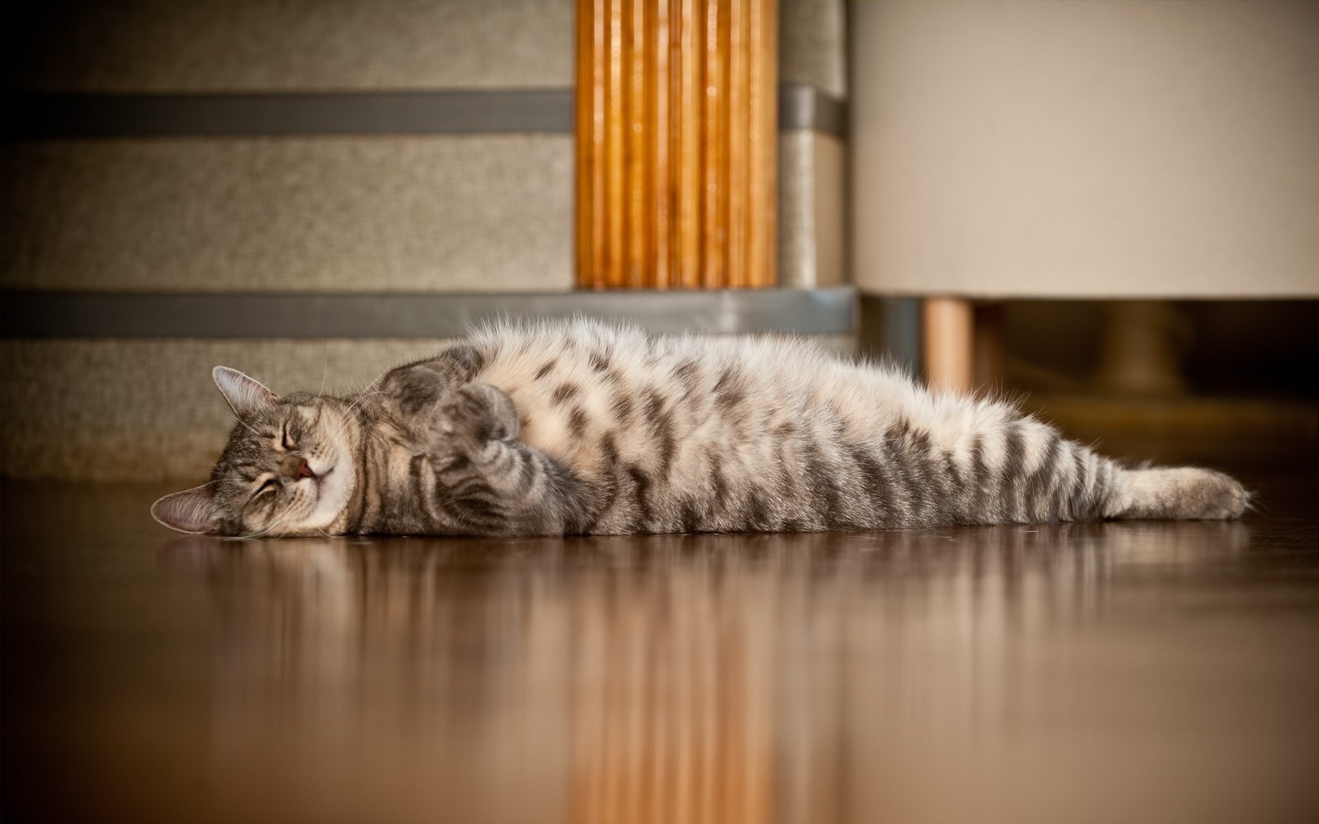 mentira gato sexo sueño patas