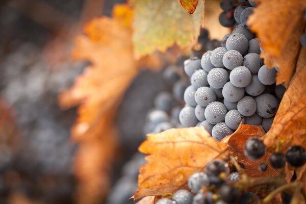 Uvas de otoño cubiertas de escarcha