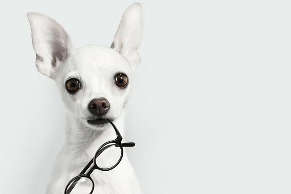 Perrito blanco con gafas en los dientes