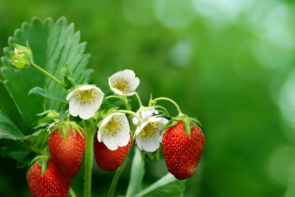 Fresas con hojas y flores
