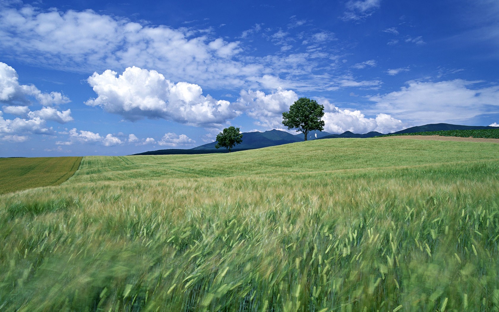 campo árboles nubes