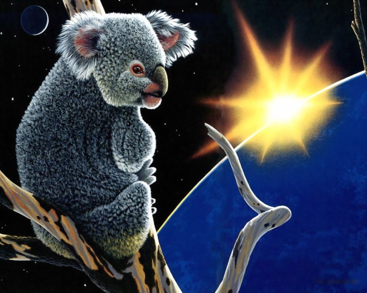 animales koala planetas