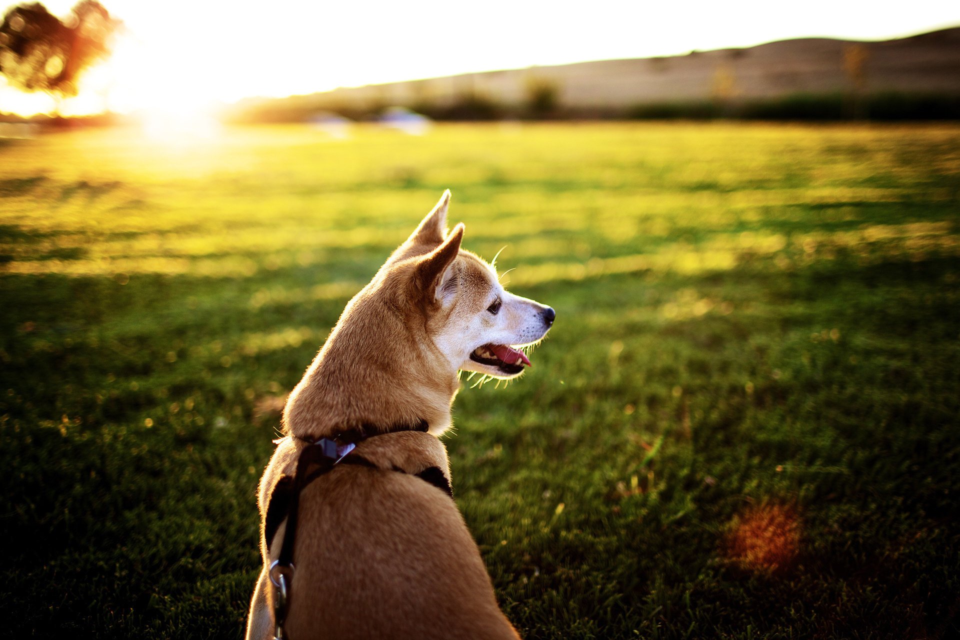 campo hocico lengua perro sol puesta de sol rayos