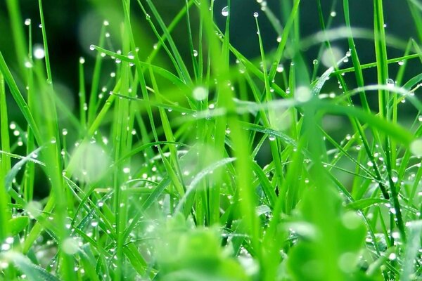 Hierba verde y rocío de la mañana
