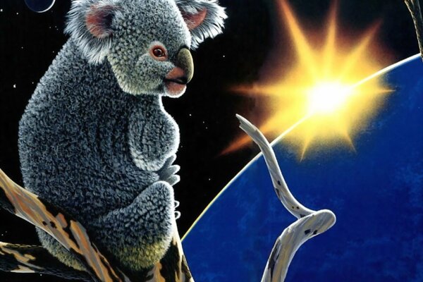 Un Koala se sienta en una rama y Mira al sol
