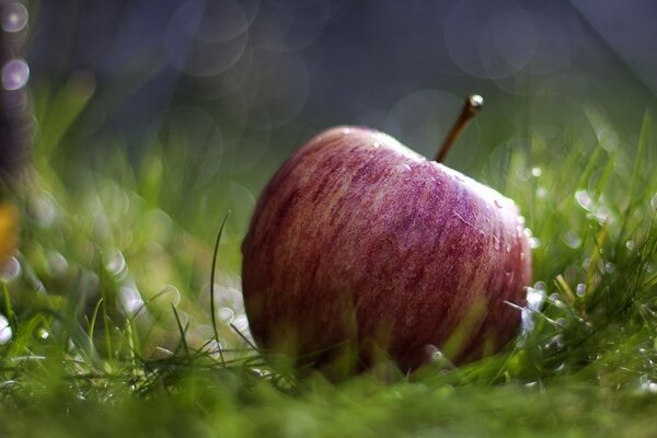 Manzana roja sobre fondo de hierba húmeda