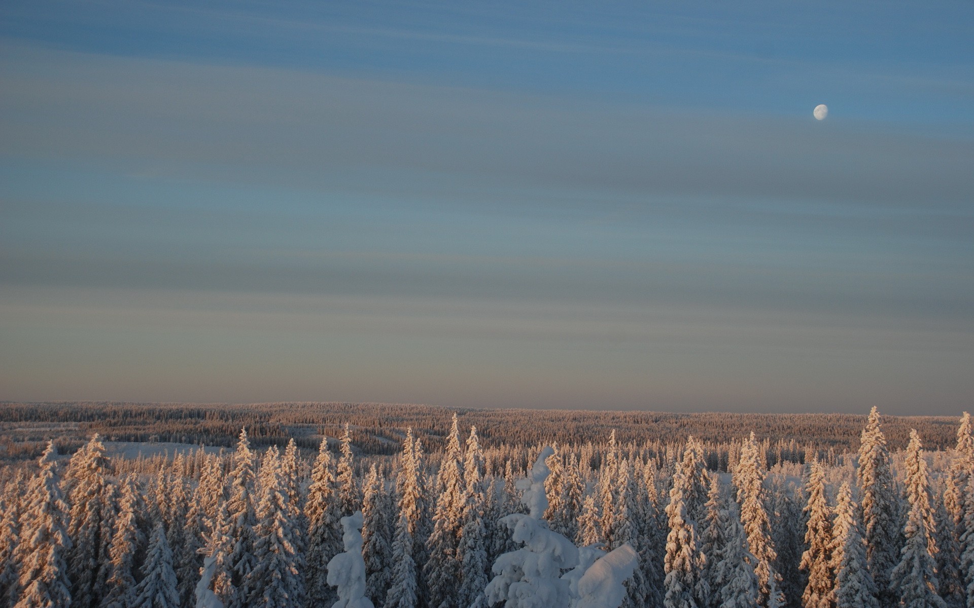 bosque invierno luna nieve cielo