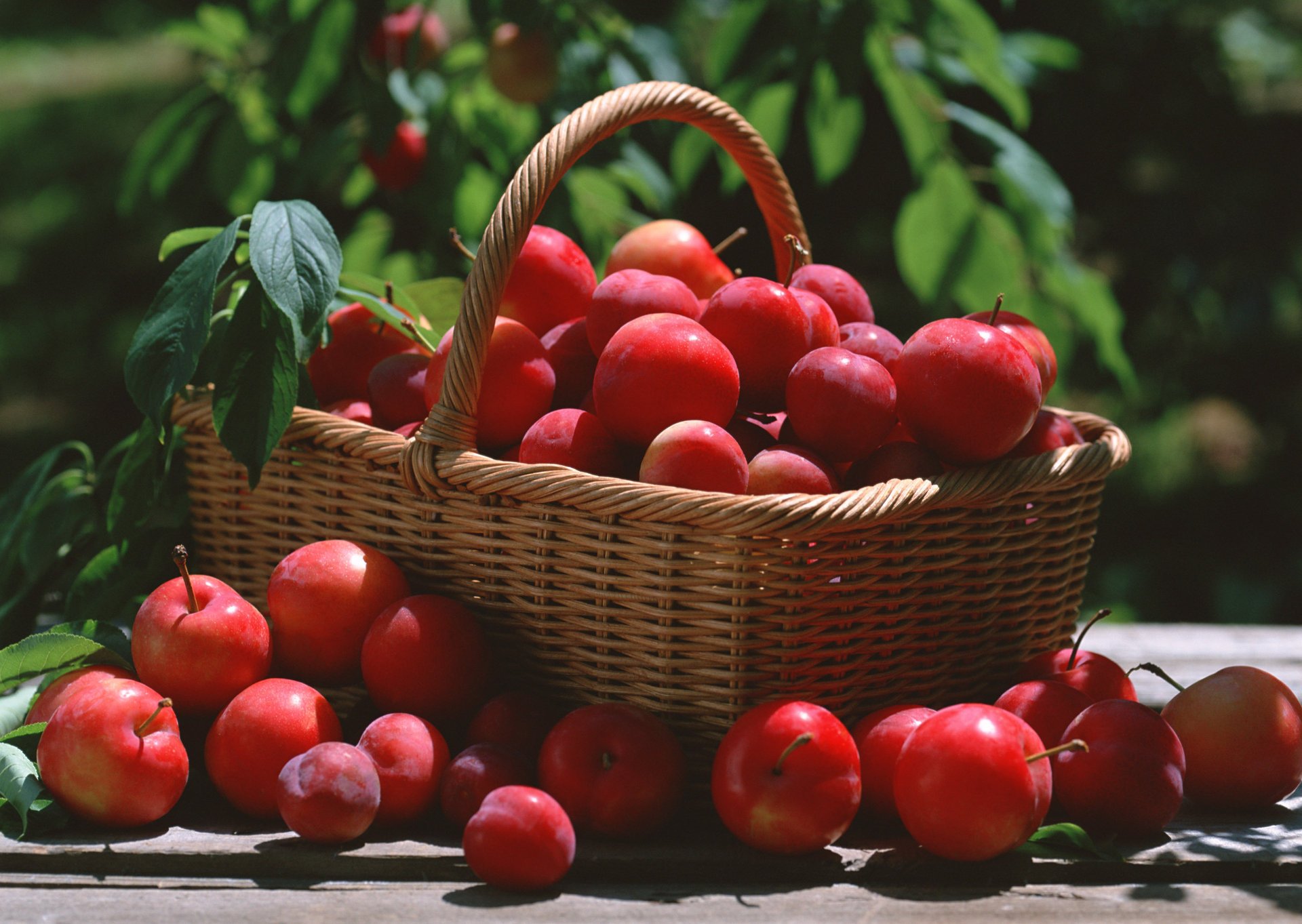 ciruela hojas cesta rojo