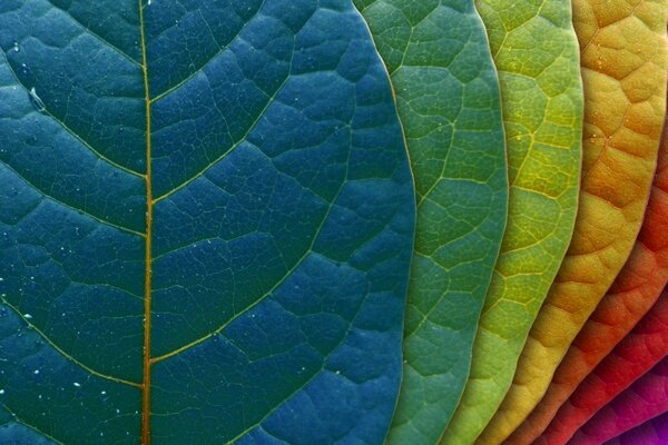 Macro hojas de color arco iris
