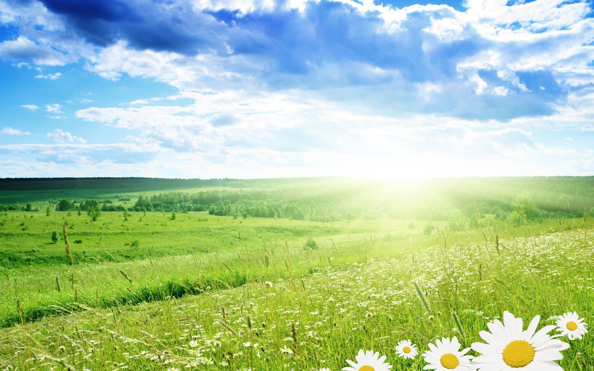 campo flores hierba árboles nubes luz del sol