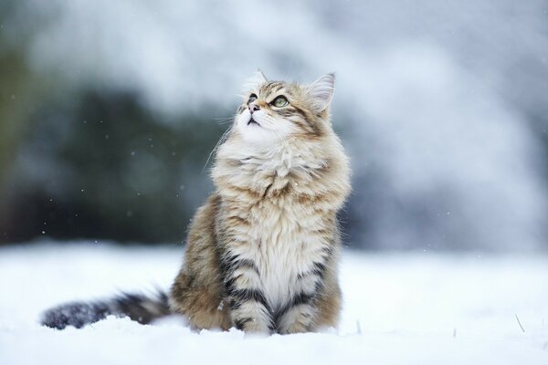 Gato peludo sentado en la nieve
