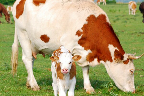 Vaca con un Ternero pequeño en el pasto