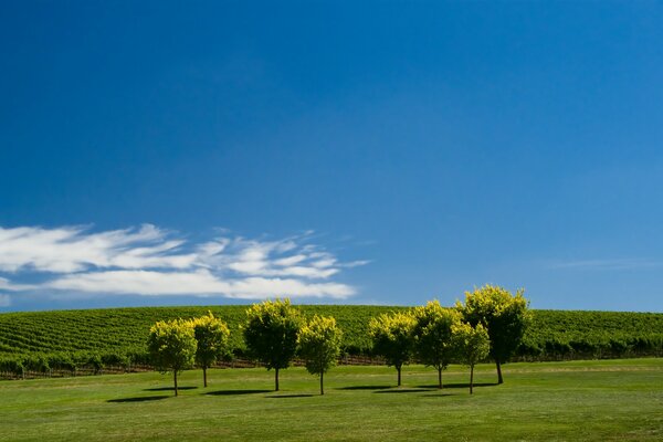 Pradera de verano con árboles contra el cielo