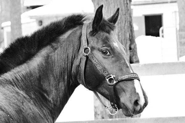 La mirada del caballo. Hermoso caballo