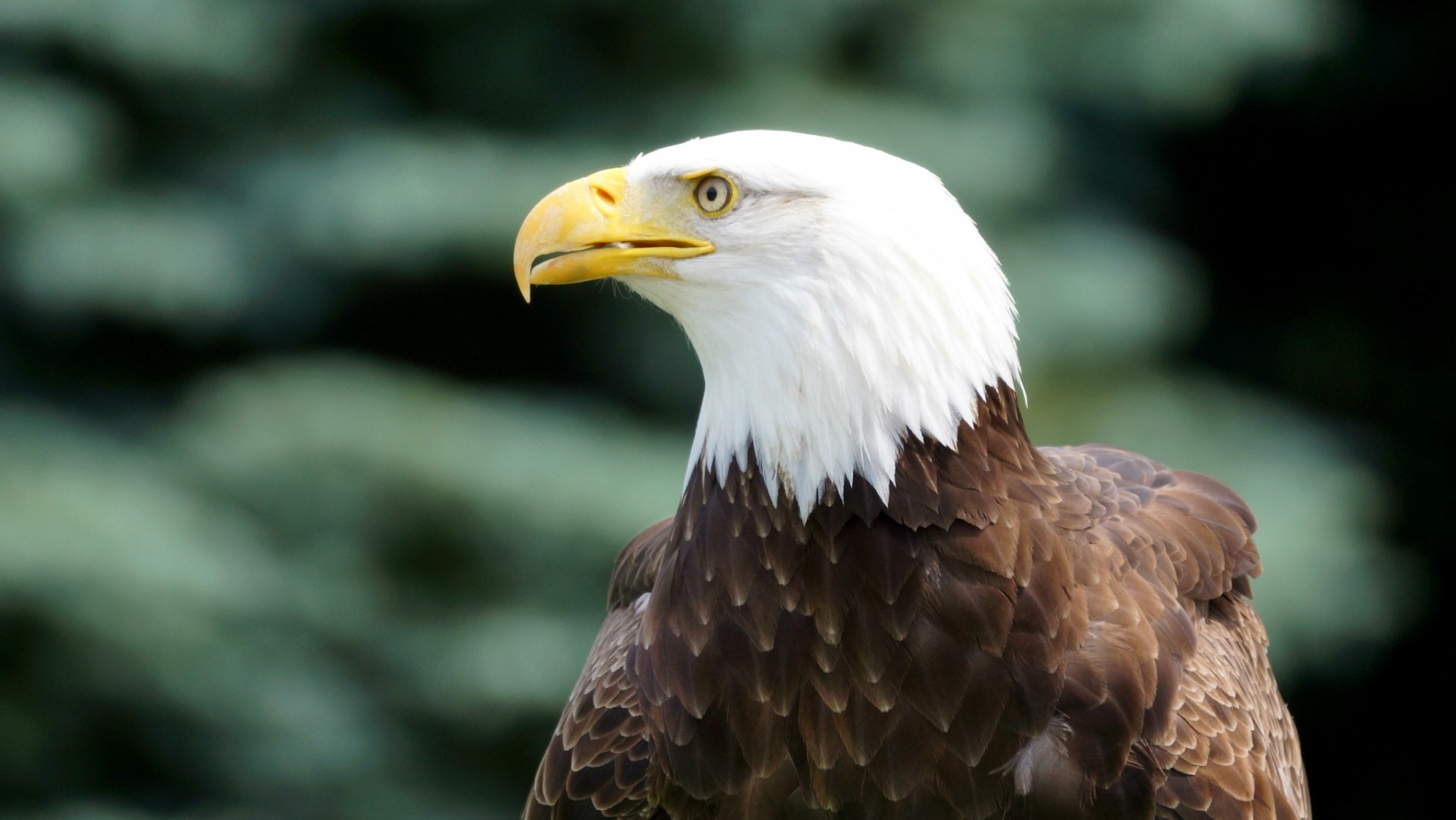 aves especie perfil