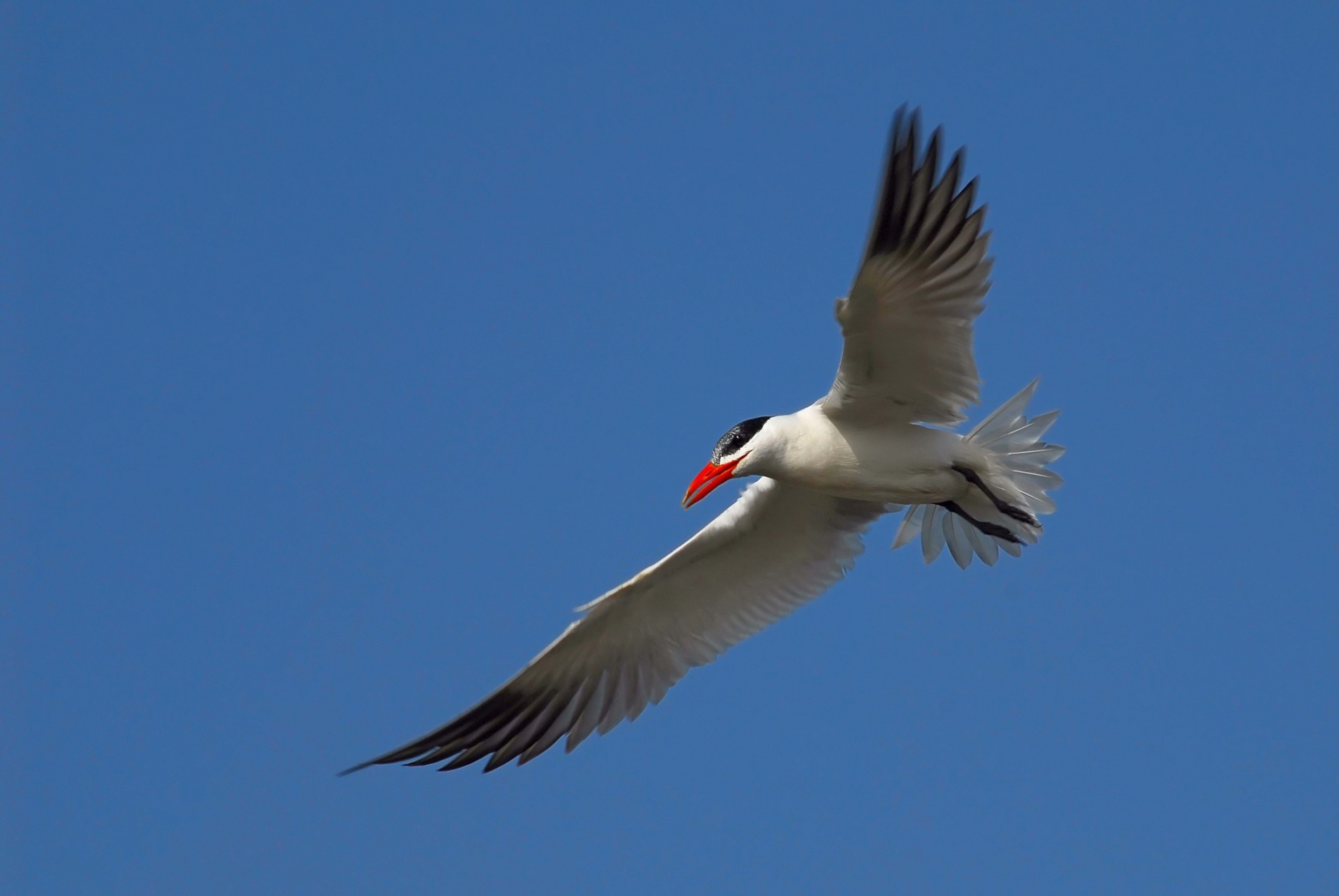 cielo gaviota