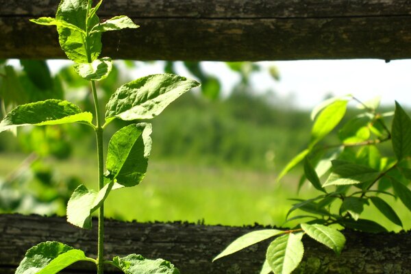Plantas con hojas cerca de la cerca