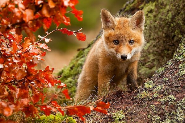 Lindo zorro entre el bosque de otoño
